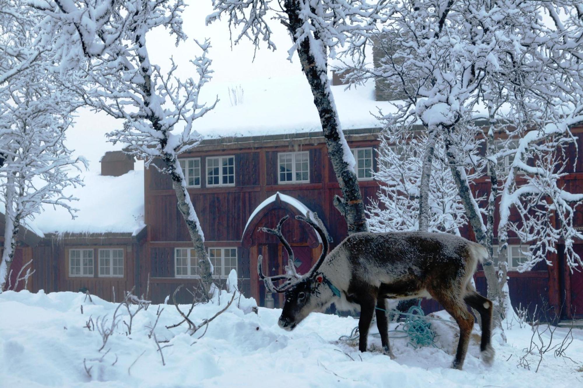 Harahorn Fjellgard Grøndalen Exterior foto